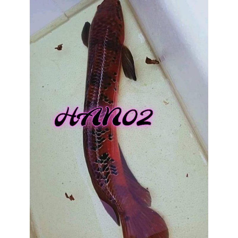 EXTRA VITAMIN RED MARU BARITO BANGGARIS 13-15cm