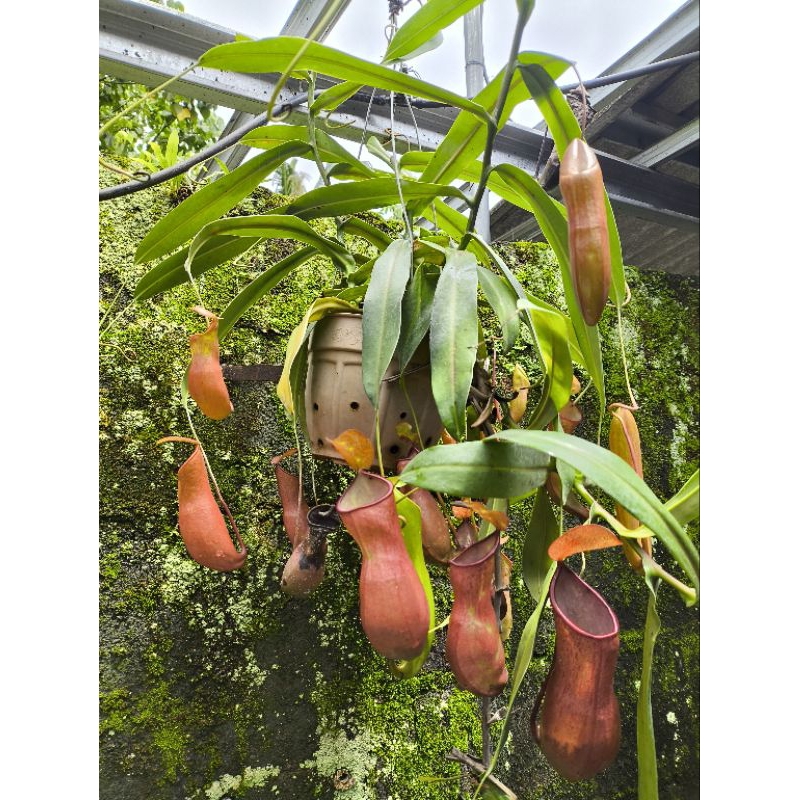 maxima x Reindtwartiana nepenthes murah tanaman Karnivora tanaman hias unik