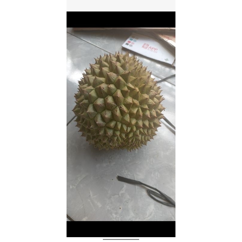 

durian songgon