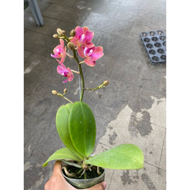 anggrek bulan mini - anggrek bulan mini murah