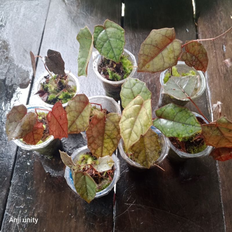 viper batman 10 pcs paket hemat