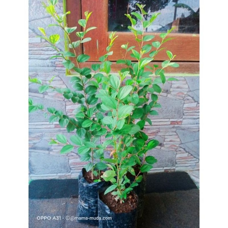 Bibit Tanaman Pohon Bidara Arap Asli Daun Bidara