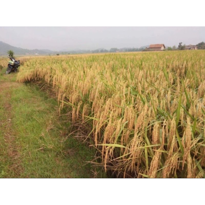 benih padi inpago Unsoed 01 kemasan 1kg kualitas unggul