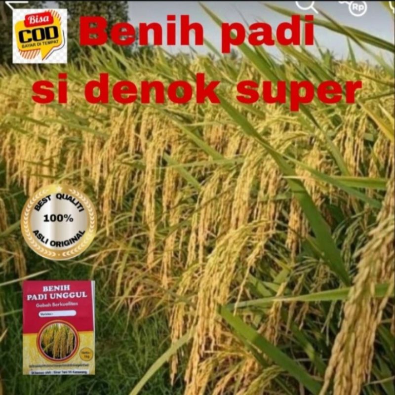 Benih Padi SIDENOK Super Unggul 1kg