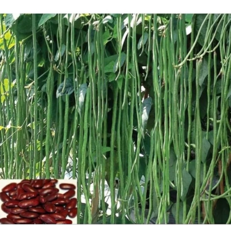

bibit kacang panjang