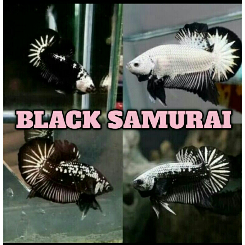 sepasang cupang black samurai usia 4 bulan betina ful telur gratis pakan