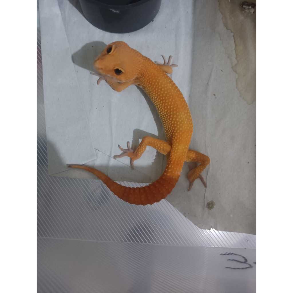 Mainan Leopard Gecko Sunglow Male