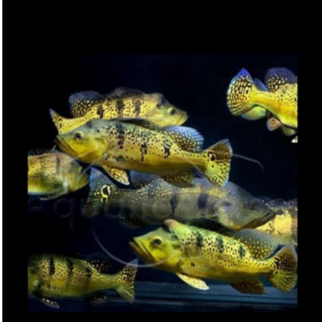 IKAN HIAS PEACOCK BASS Kelbery bahia /Ikan sehat berkwalitas