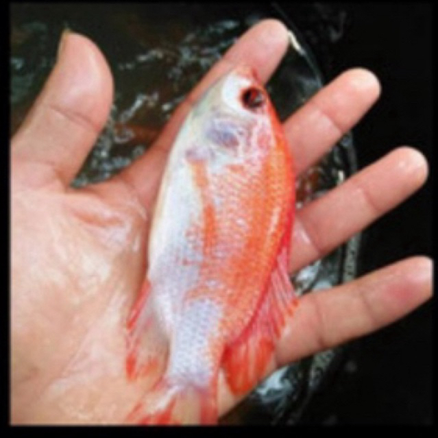 Bibit Ikan nila merah kakap sehat berkwalitas 3 jari