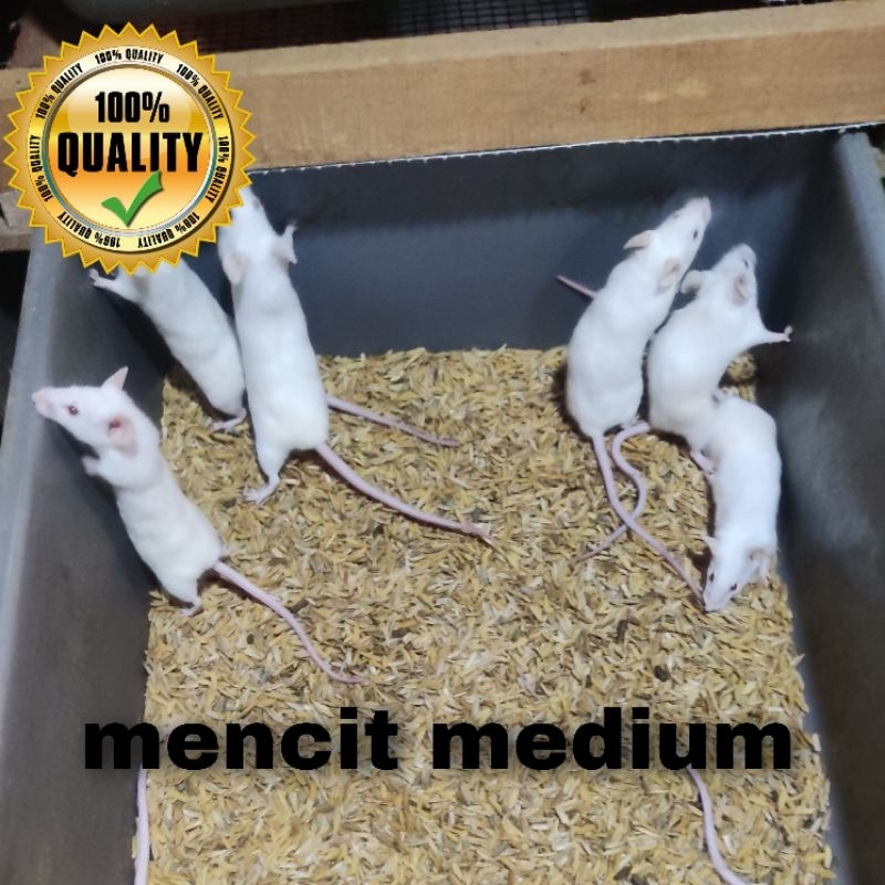 mencit medium