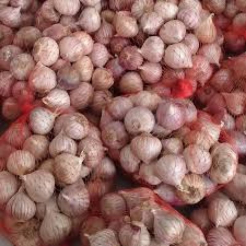 

bawang putih tunggal ukuran medium berat 250 grm