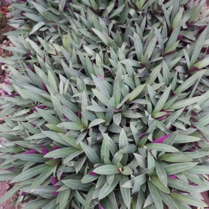 bunga taman.. hiasan taman