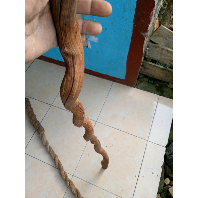 tongkat jalan ulir alami asli natural