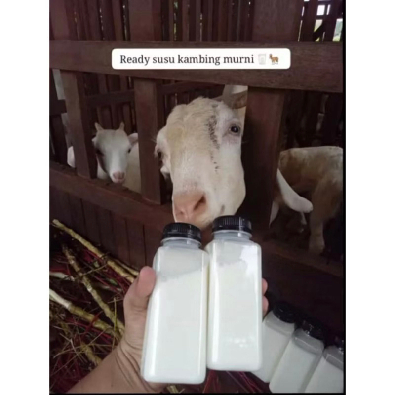 

SUSU KAMBING ETAWA MURNI | FRESH 250ml | BEKU | FROZEN