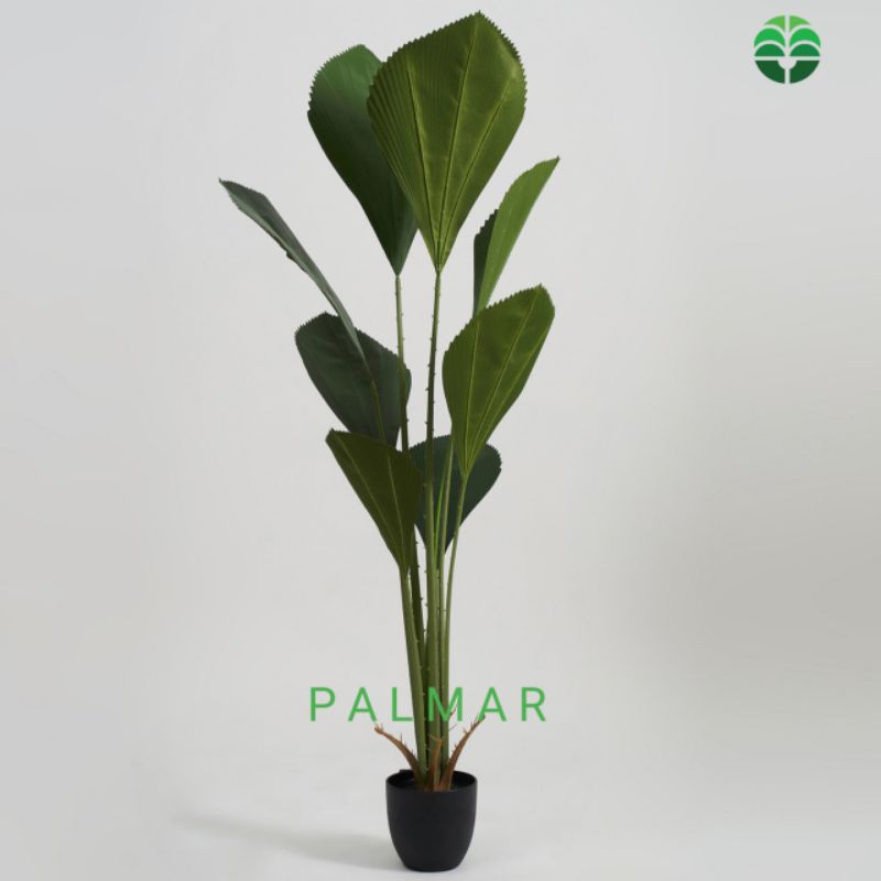 Palem Licuala Grandis Artificial PALMAR