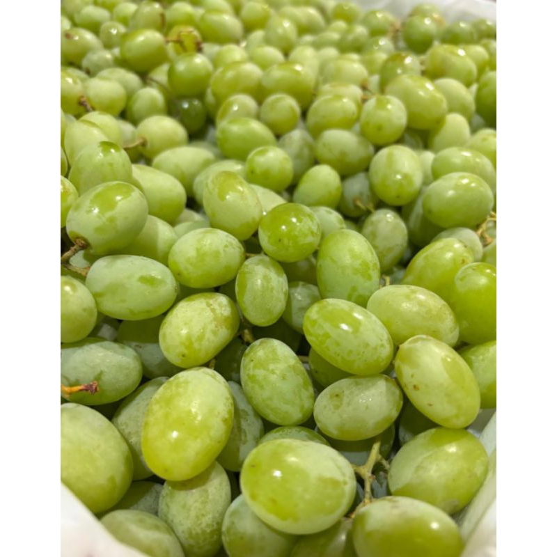 

Buah Anggur Carmelia | Anggur Ijo 500 gram | anggur hijau manis