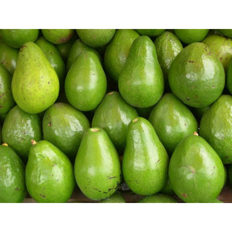 

Fresh Buah Alpukat / Avocado Mentega 1kg