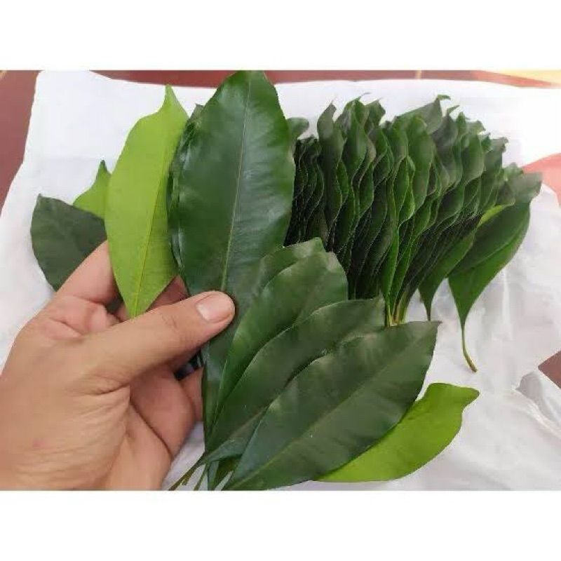 Fresh Daun Cengkeh Basah 100gr