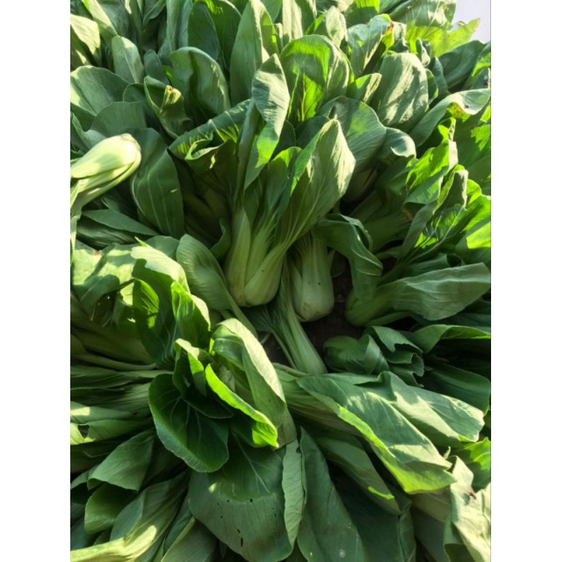 

Pak Choy 250gr