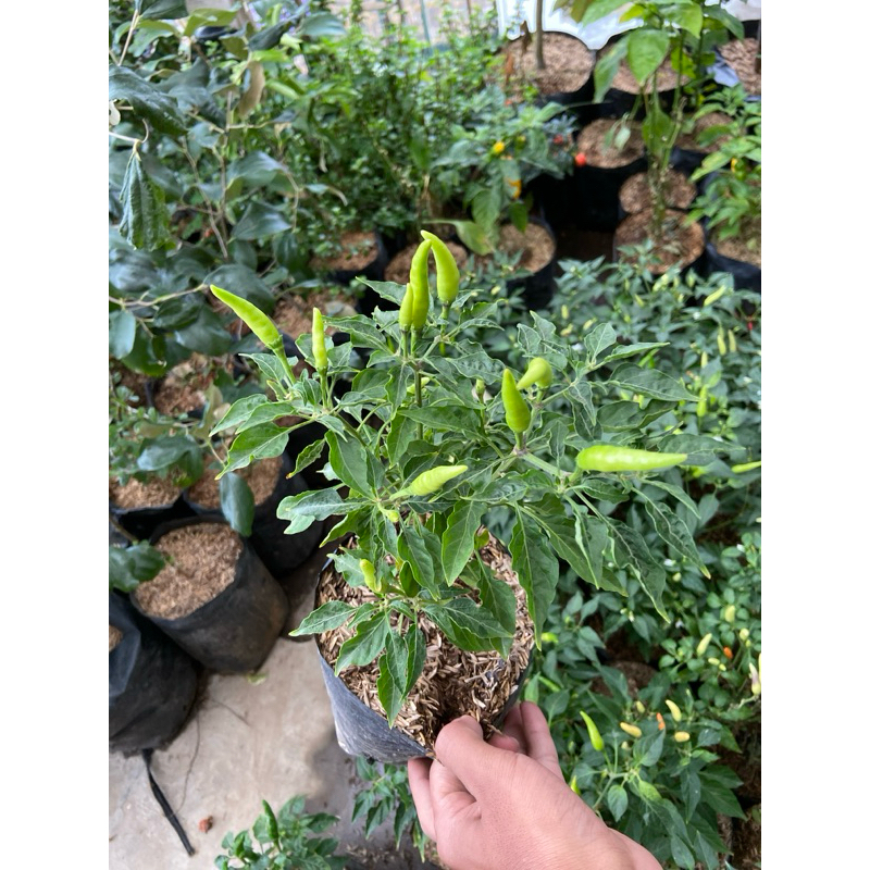 

Cabe rawit super pedas regular