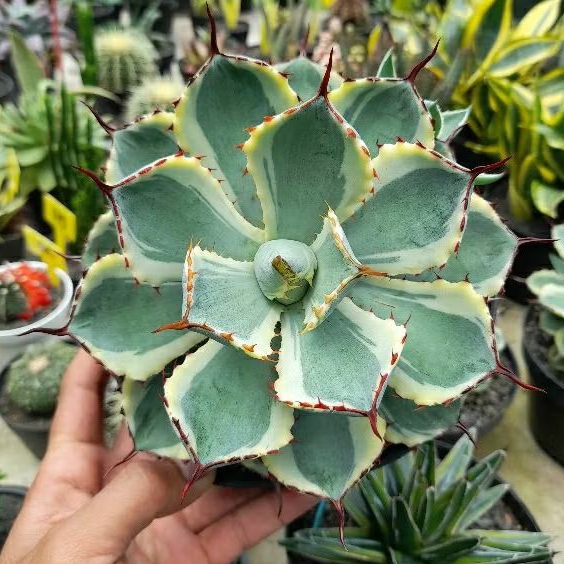 AGAVE pottatorum kisokan jumbo