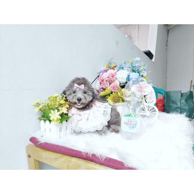 teacup silver poodle female super cute face imut lucu kaki cebol sertifikat resmi PERKIN podel pudel