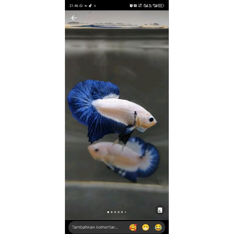 ikan, cupang ( belurim) sepasang