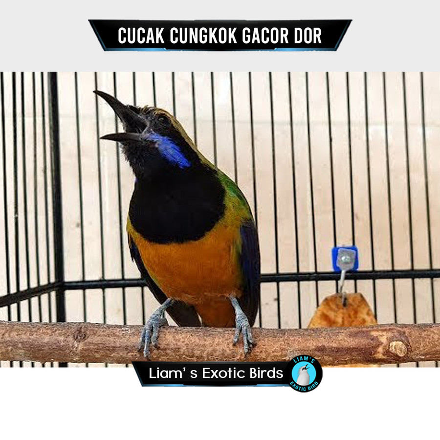 Burung Ccak Cungkok Jantan mulus