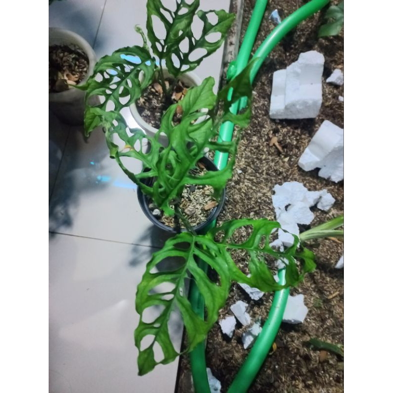 Tanaman hias monstera obliqua / janda bolong obliqua