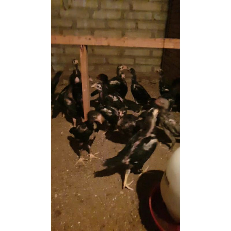 ANAKAN AYAM BANGKOK SELATAN X BIRMA TELUR BIRU/HIJAU