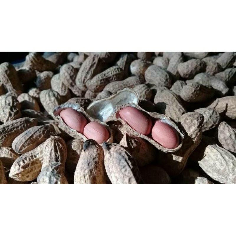 

kacang sangrai