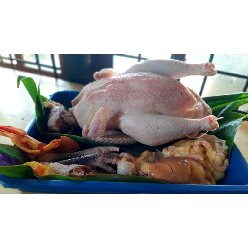 

AYAM KAMPUNG ORGANIK TML FARM (USIA 12-24 BULAN) 1100-1299 GRAM