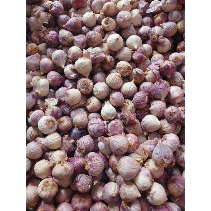 

BAWANG PUTIH TUNGGAL KECIL 1 kg
