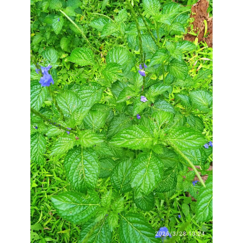 

DAUN PECUT KUDA/JARONG SEGAR OBAT HERBAL UNTUK AMANDEL