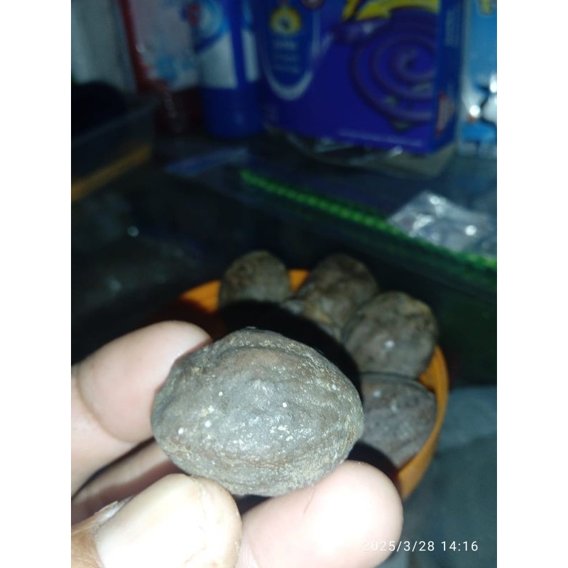 Muncang adu jalim cadas