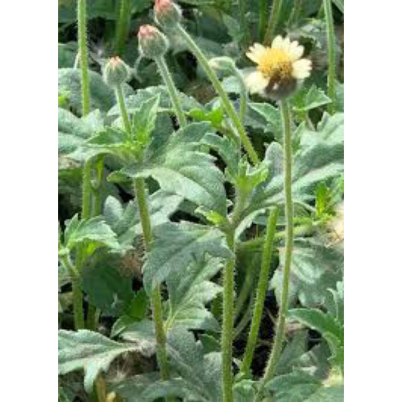 

songgolangit segar 50g (cabut daun, batang,akar,bunga)
