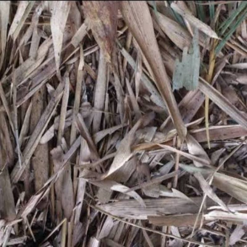 

DAUN BAMBU KERING BERKUALITAS