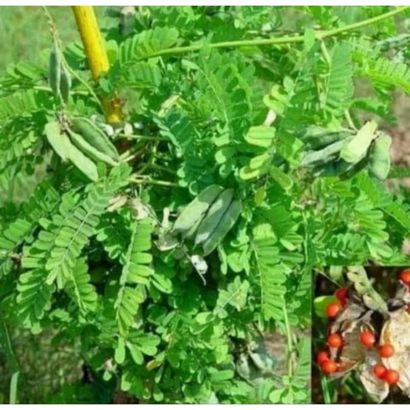 

Rempah herbal daun saga fresh per 50 helay obat panas dan batuk