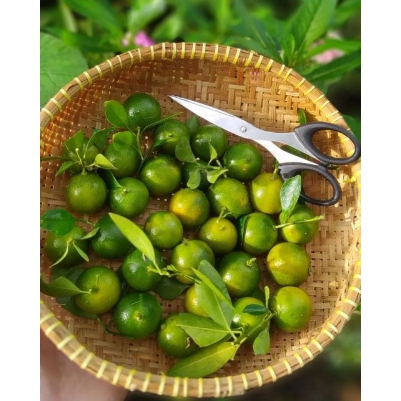 

JERUK KASTURI SUNKIT berat 1/2KG