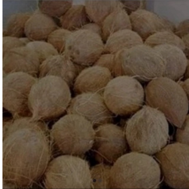 

buah kelapa tua