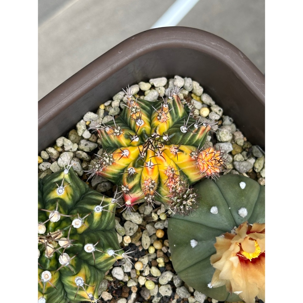 Kaktus Gymno Var Tiga Warna (1 - 2 cm) / Cactus Gymno Multicolor / Cactus Gymno Var Three Color / Ka