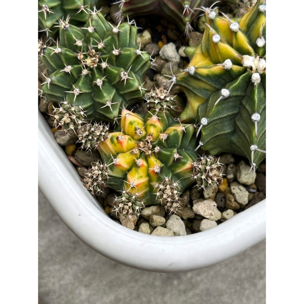 Kaktus Gymno Var Tiga Warna (2 - 3 cm) / Cactus Gymno Multicolor / Cactus Gymno Var Three Color / Ka