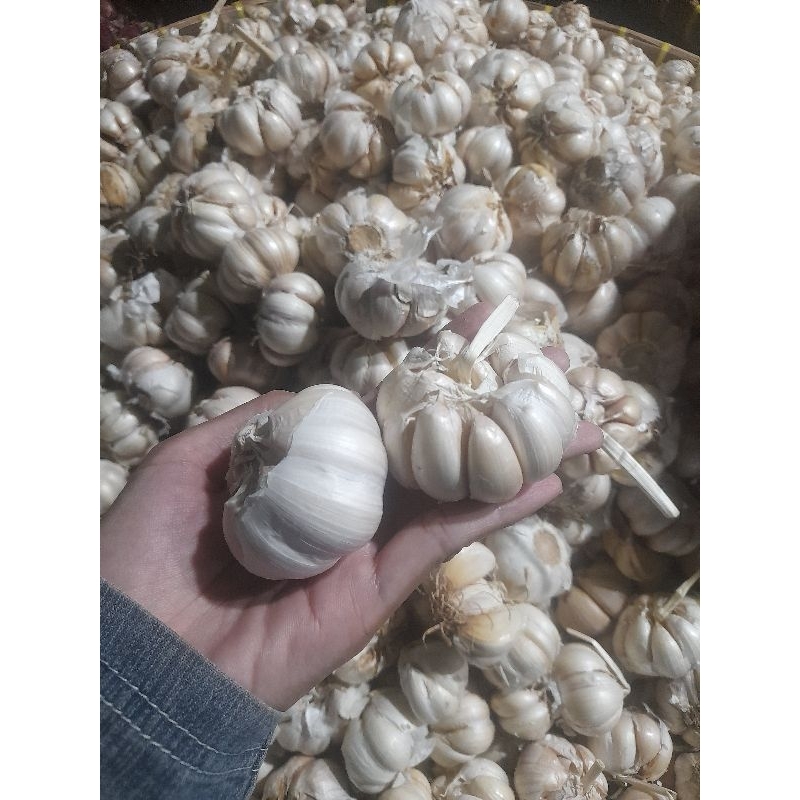 

Jawapass - Bawang putih fresh, bersih, kering kualitas bagus
