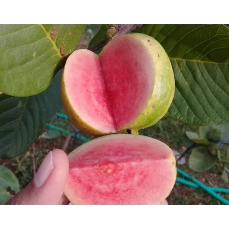 benih buah jambu kristal merah