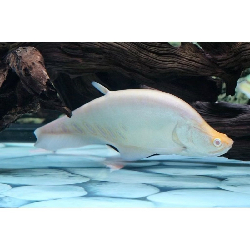 hiasan aquarium belida bangkok albino brown kebutuhan tankmate comtank spesial peliharaan air tawar