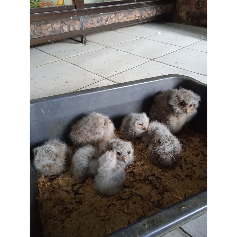 BURUNG HANTU MINI CELEPUK