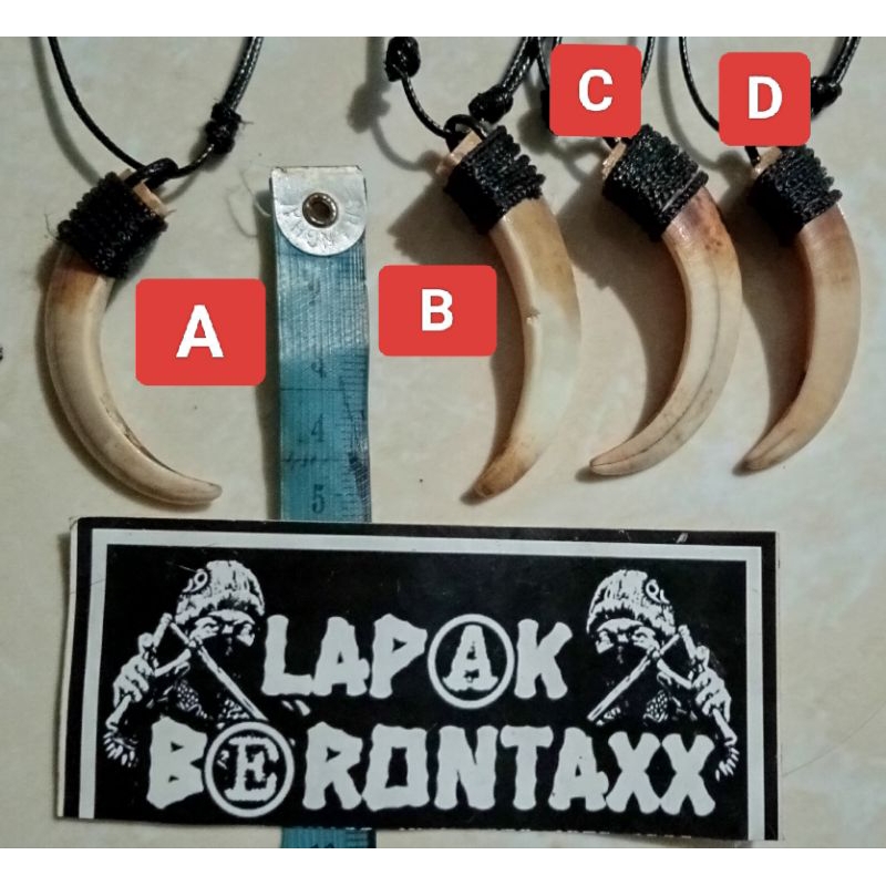 PROMO KALUNG TARBI (TARING BABI)MINI ASLI 5CM