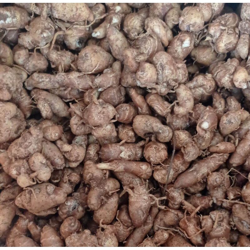 

HG KENCUR SEGAR ( 1.KG ) CIKUR ASLI CIAMIS WANGI COCOK UNTUK BUMBU SEBLAK JAMU DLL