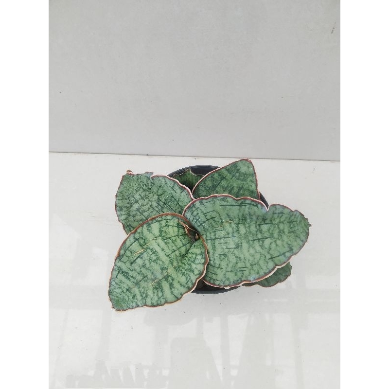 Sansevieria silver blue