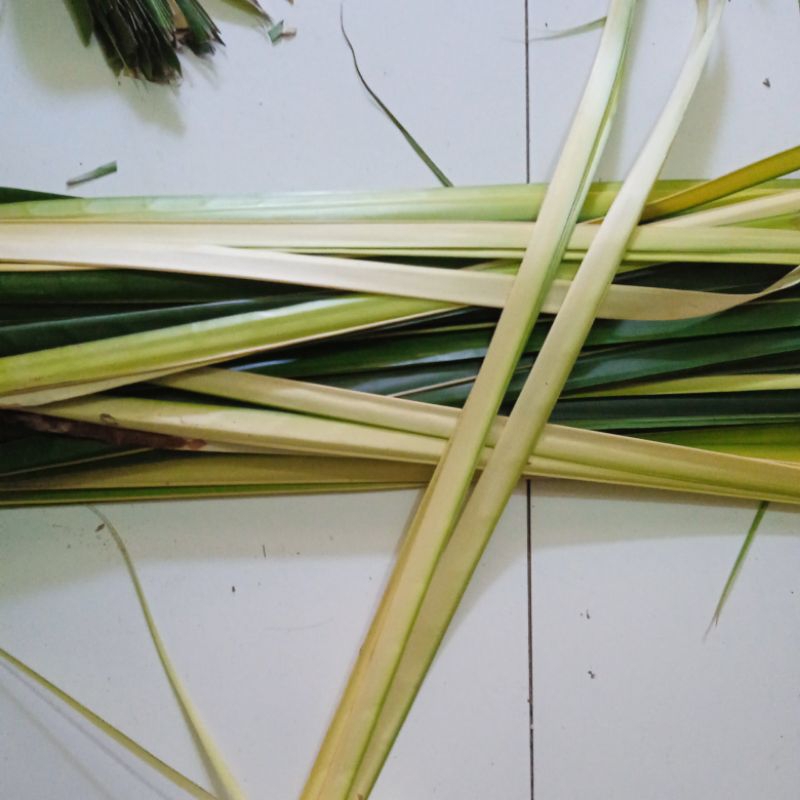 

daun ketupat